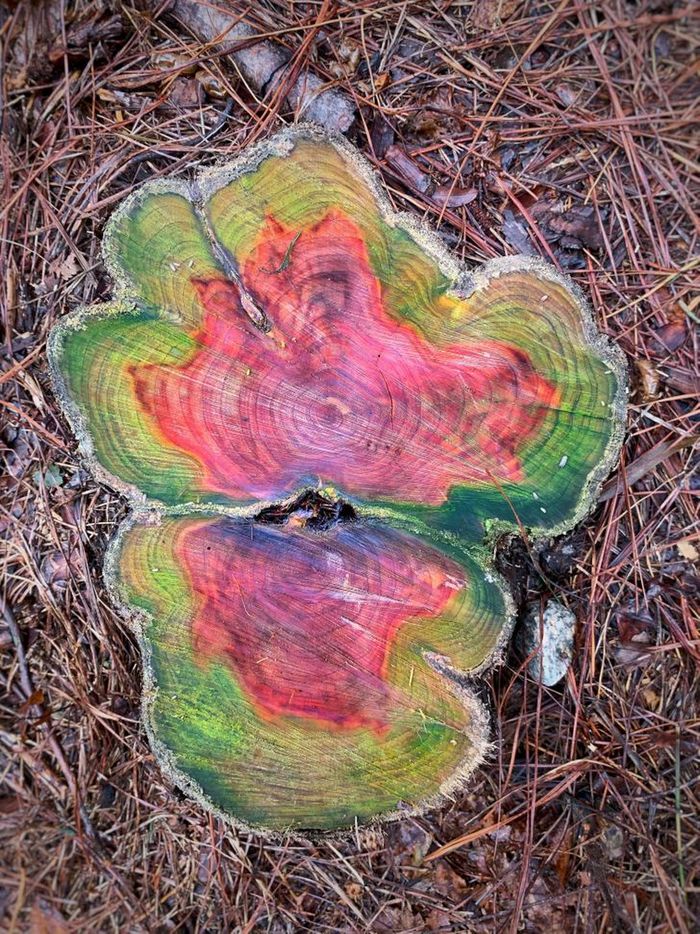 20 vezes a mãe natureza abençoou as coisas com um pouco mais de charme 18