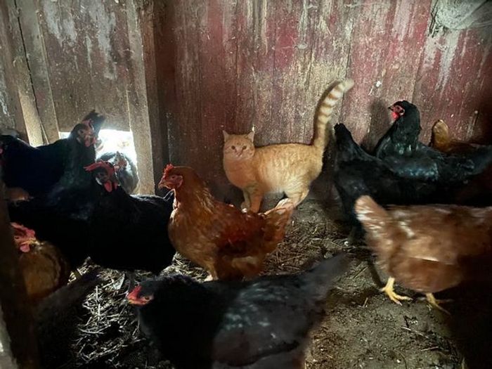 19 vezes que nossos amiguinhos foram pegos fazendo algo muito humano 19