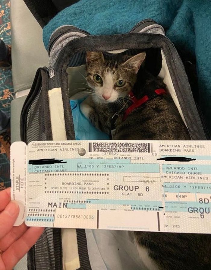 25 viajantes que ninguém esperava encontrar em uma viagem 18