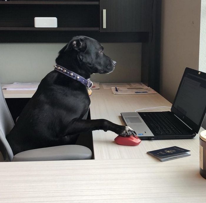 26 cachorros e suas poses super engraçadas 19