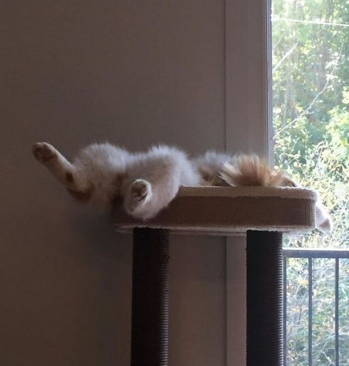 22 coisas incomuns e engraçadas que os gatos fazem 20