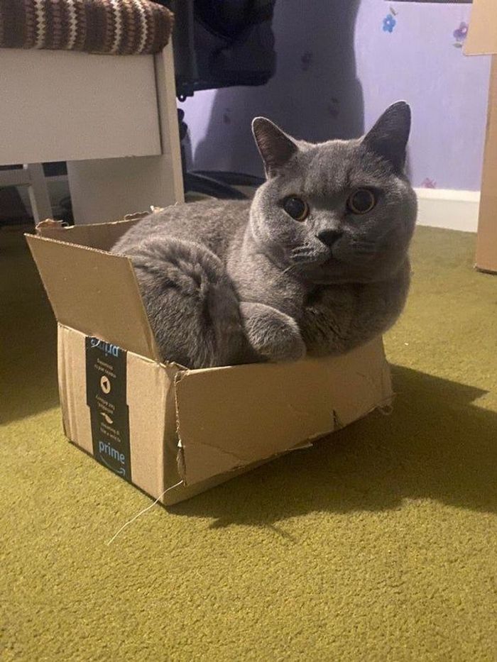 25 pessoas que adotaram um gato e ganharam na loteria da felicidade 20