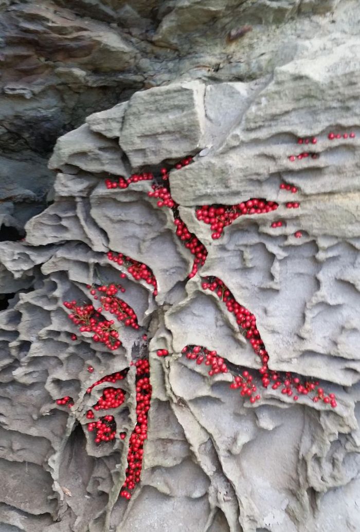 20 vezes a mãe natureza abençoou as coisas com um pouco mais de charme 19