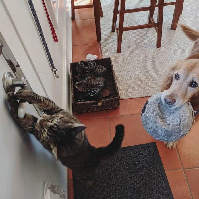 19 vezes que nossos amiguinhos foram pegos fazendo algo muito humano 20