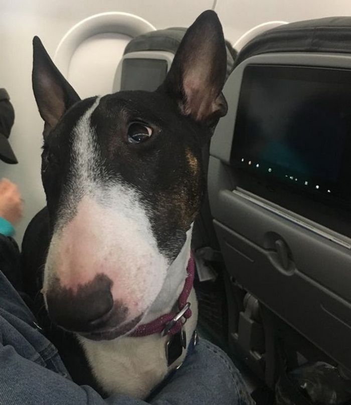 25 viajantes que ninguém esperava encontrar em uma viagem 19