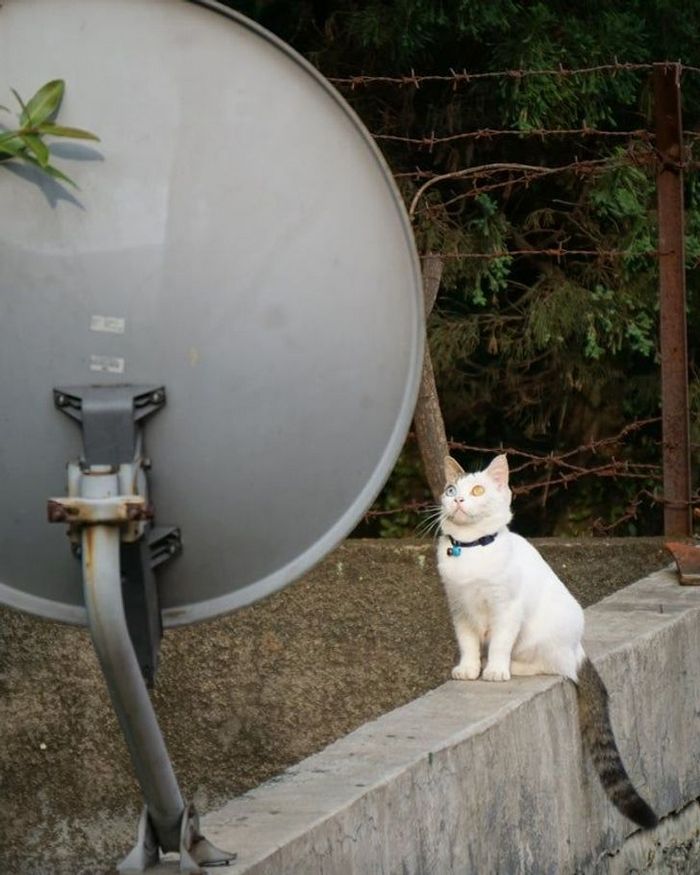 22 coisas incomuns e engraçadas que os gatos fazem 20