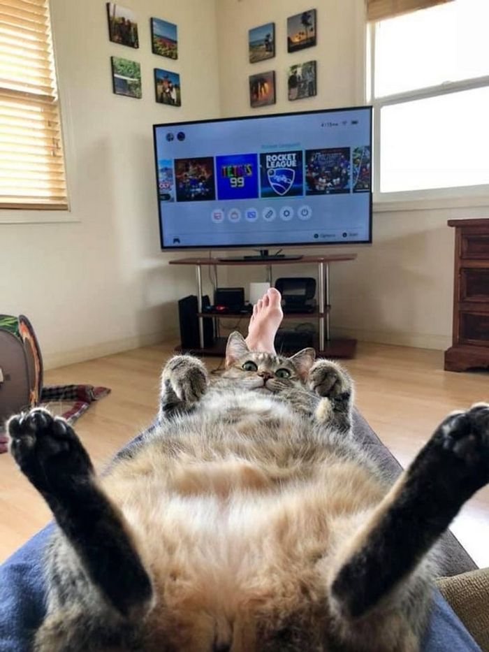 20 fotos que provam que animais e humanos são inseparáveis, como as duas faces da mesma moeda 21
