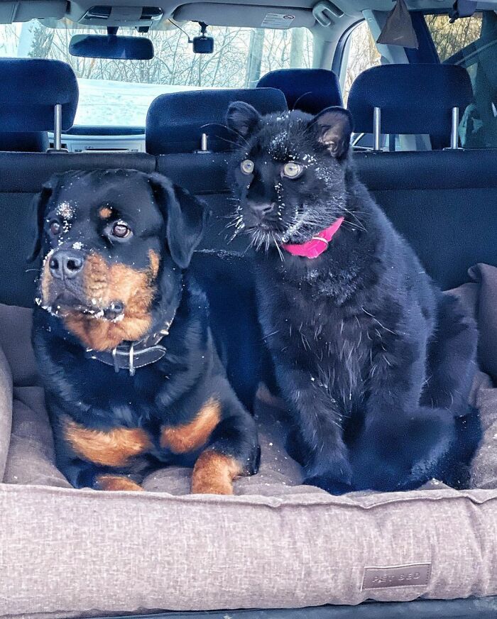 Pantera rejeitada pela mãe conquista internet ao lado do irmão Rottweiler 20