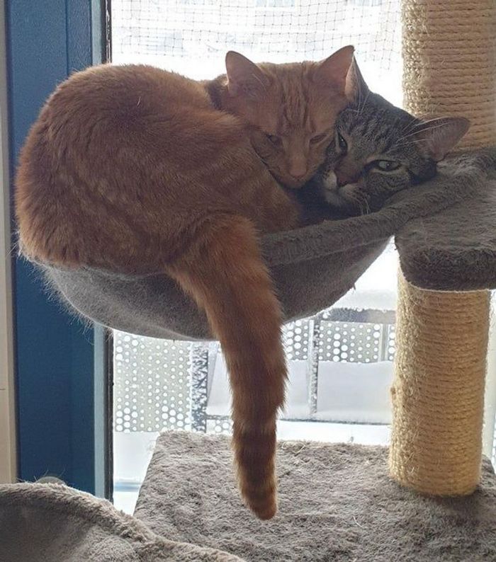 25 pessoas que adotaram um gato e ganharam na loteria da felicidade 21