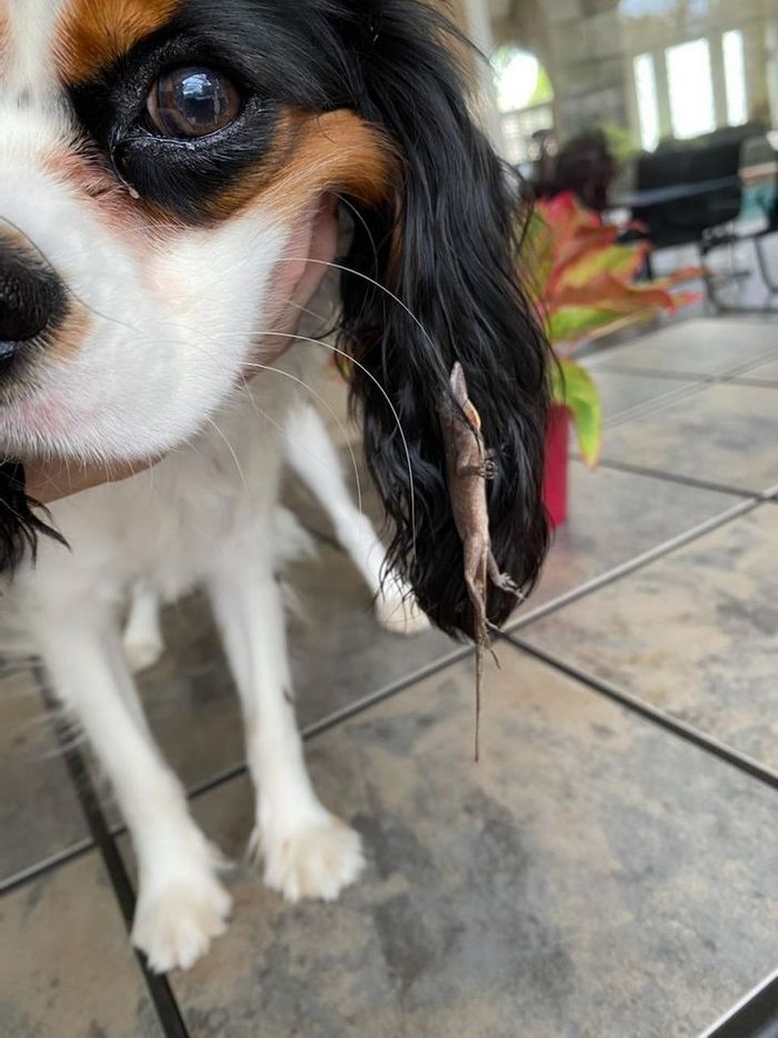 26 cachorros e suas poses super engraçadas 21