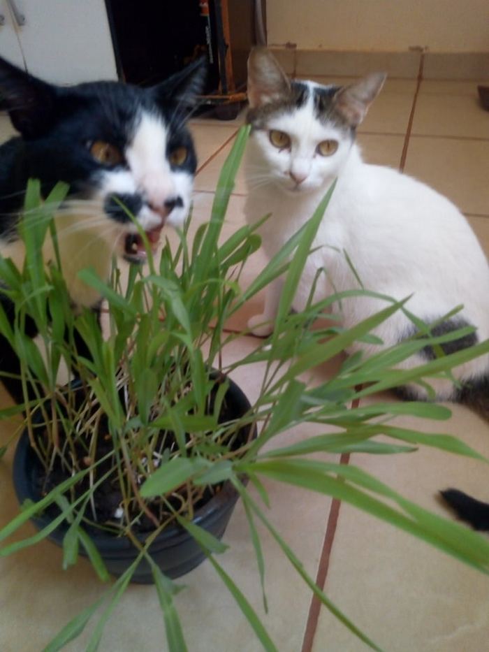 22 coisas incomuns e engraçadas que os gatos fazem 22