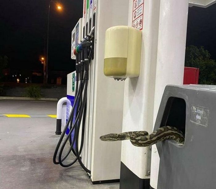 18 motivos que a Austrália é um país surpreendente 21