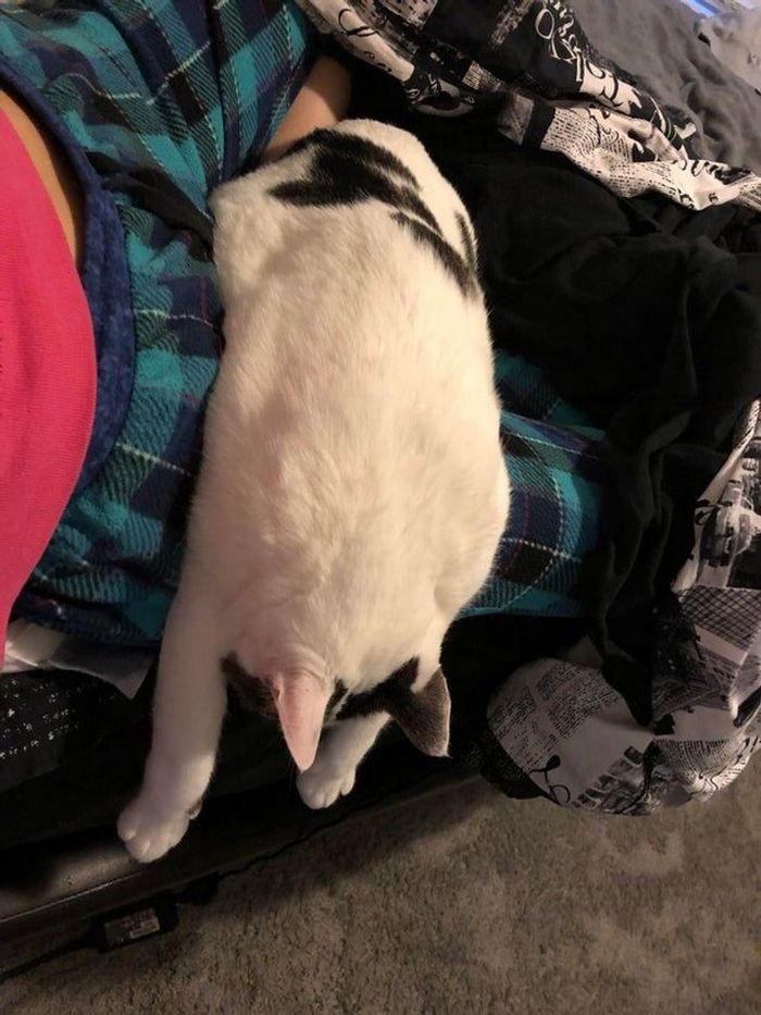 25 pessoas que adotaram um gato e ganharam na loteria da felicidade 22