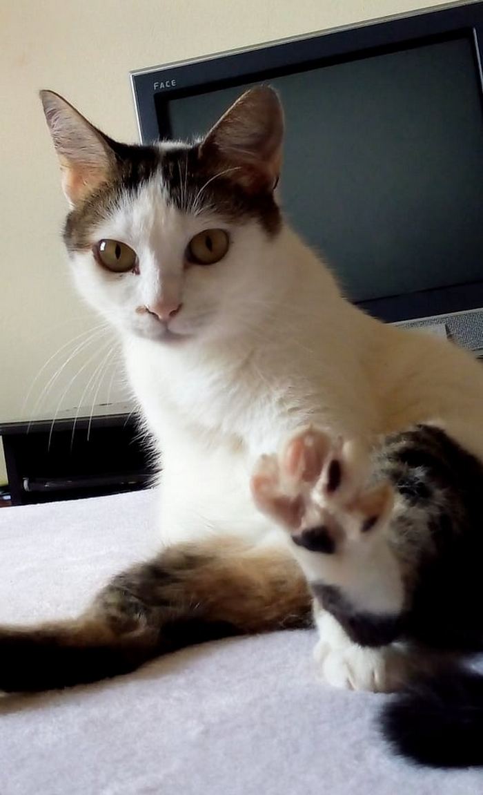 22 coisas incomuns e engraçadas que os gatos fazem 23