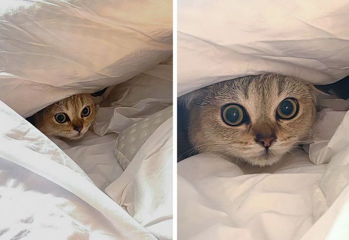 25 pessoas que adotaram um gato e ganharam na loteria da felicidade 23