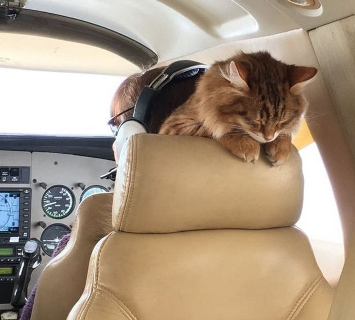 25 viajantes que ninguém esperava encontrar em uma viagem 22