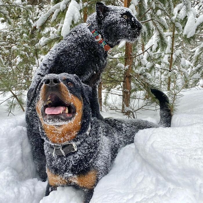 Pantera rejeitada pela mãe conquista internet ao lado do irmão Rottweiler 23