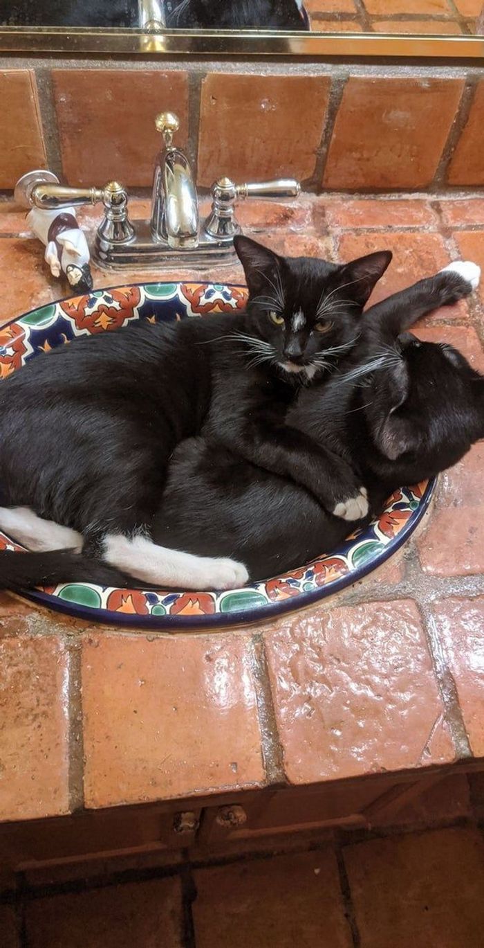 25 pessoas que adotaram um gato e ganharam na loteria da felicidade 24