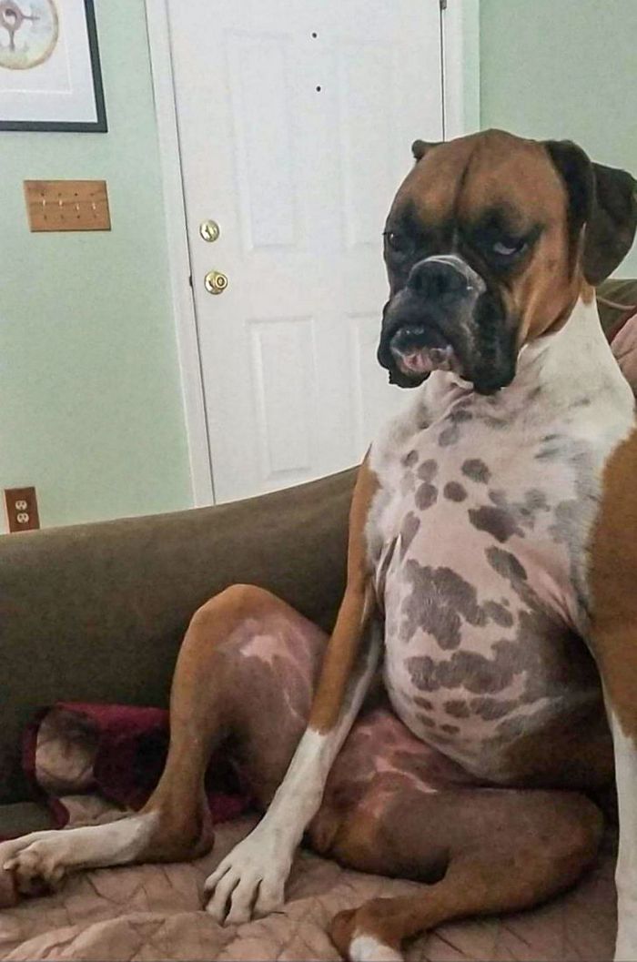 26 cachorros e suas poses super engraçadas 24