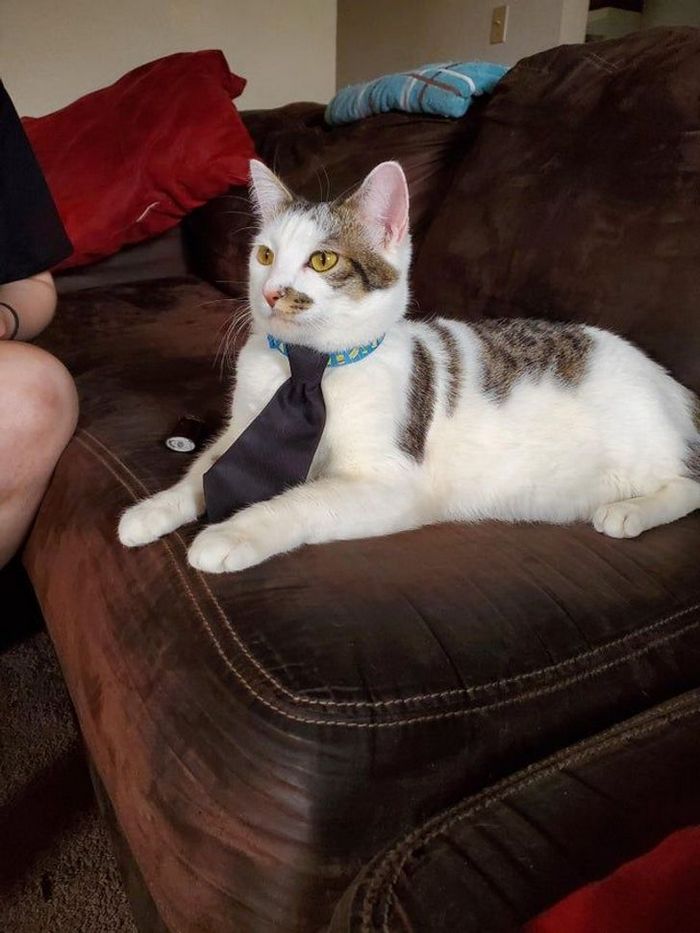 25 pessoas que adotaram um gato e ganharam na loteria da felicidade 25