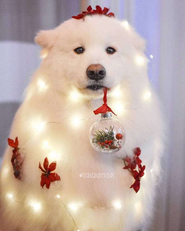 26 cachorros e suas poses super engraçadas 25