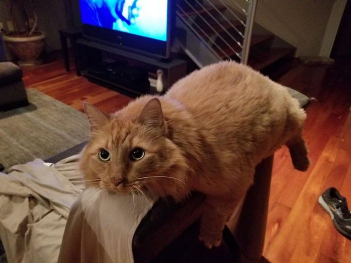 25 pessoas que adotaram um gato e ganharam na loteria da felicidade 26