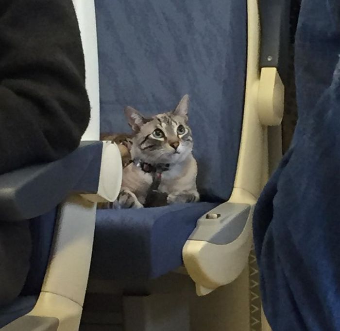 25 viajantes que ninguém esperava encontrar em uma viagem 25