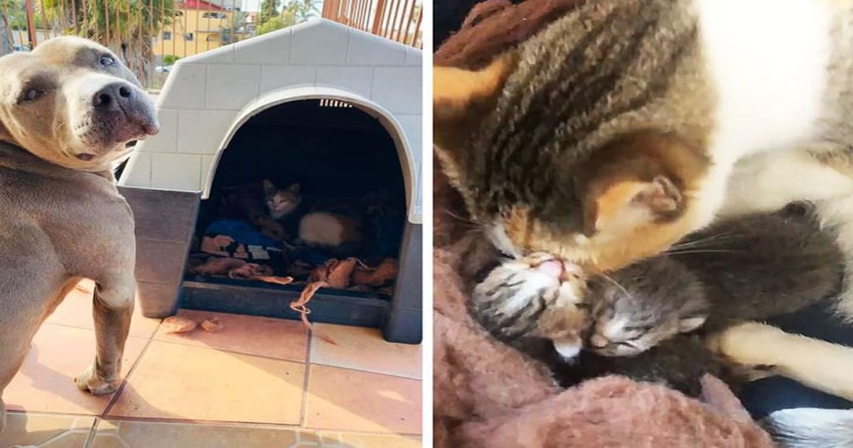 18 animais de estimação ​​que têm os maiores coração do mundo