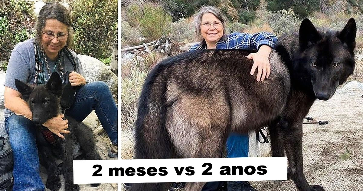 15 animais que era pequeno que se transformaram em grandes e majestosos