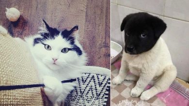 22 animais que ganharam um presente especial da natureza 9