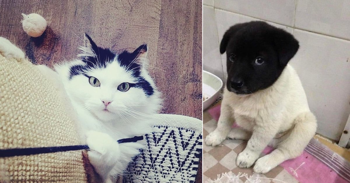 22 animais que ganharam um presente especial da natureza