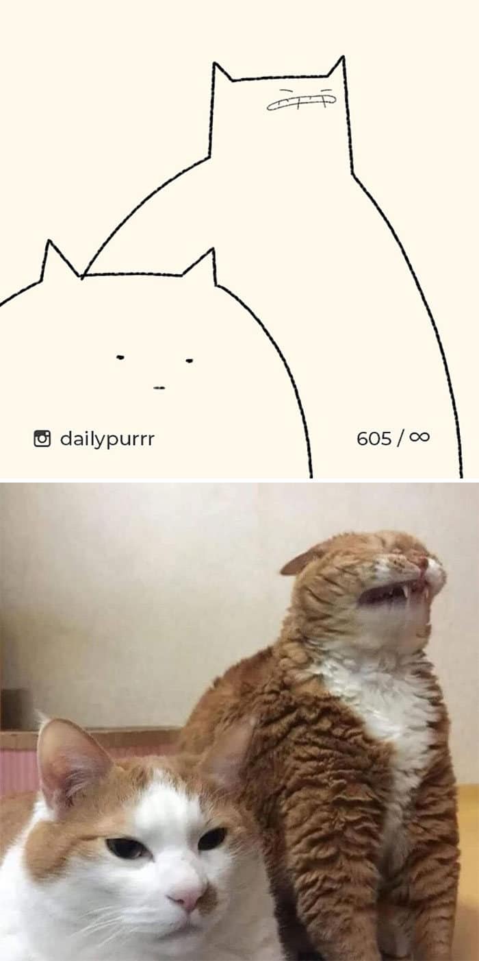 Aqui estão meus 40 novos desenhos de gatos bobos para fazer você rir 3