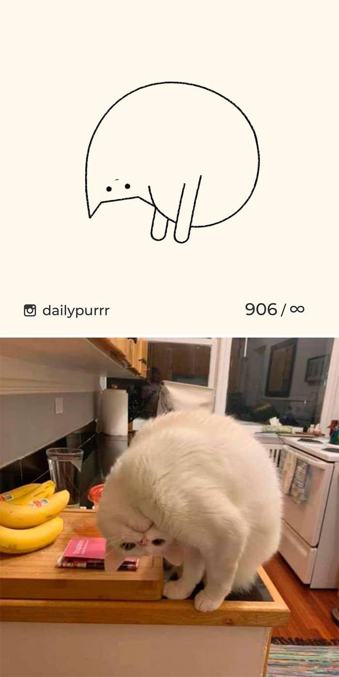 Aqui estão meus 40 novos desenhos de gatos bobos para fazer você rir 30