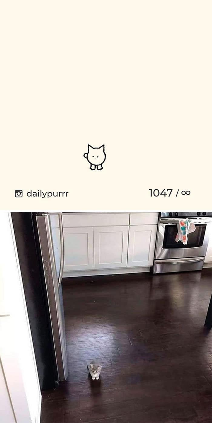 Aqui estão meus 40 novos desenhos de gatos bobos para fazer você rir 31