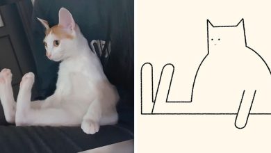 Aqui estão meus 40 novos desenhos de gatos bobos para fazer você rir 29