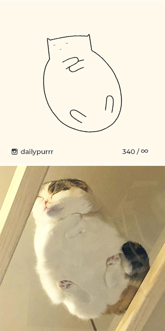 Aqui estão meus 40 novos desenhos de gatos bobos para fazer você rir 40