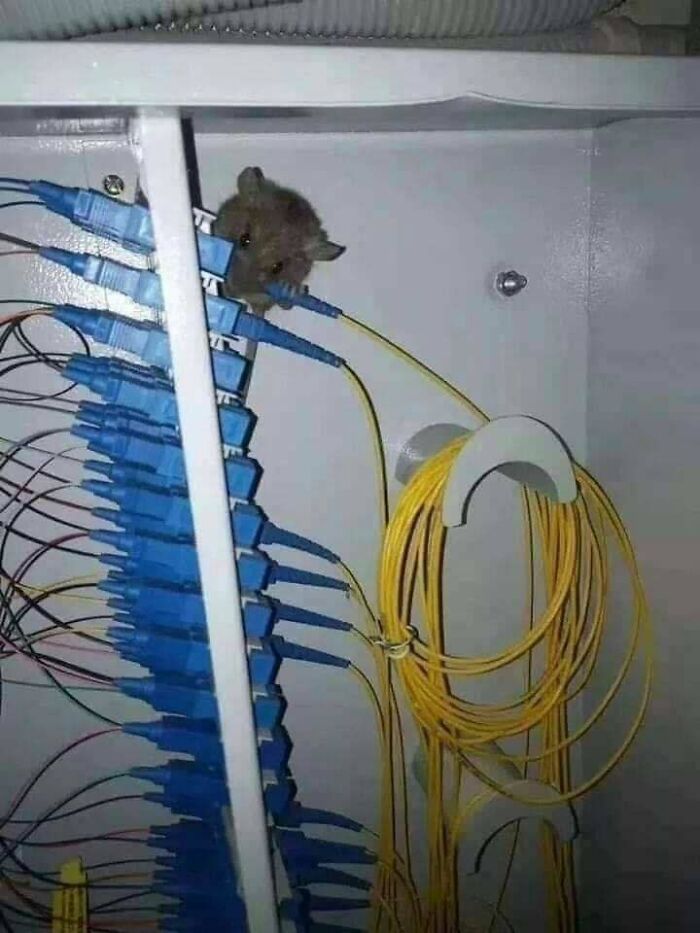 As pessoas do suporte técnico estão compartilhando os piores casos que viram durante o trabalho 30