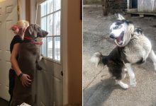 26 cachorros e suas poses super engraçadas 10