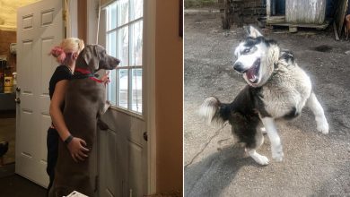 26 cachorros e suas poses super engraçadas 10