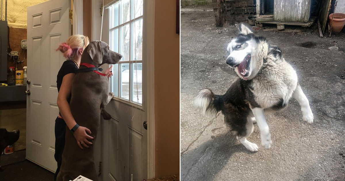 26 cachorros e suas poses super engraçadas