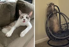 22 coisas incomuns e engraçadas que os gatos fazem 8