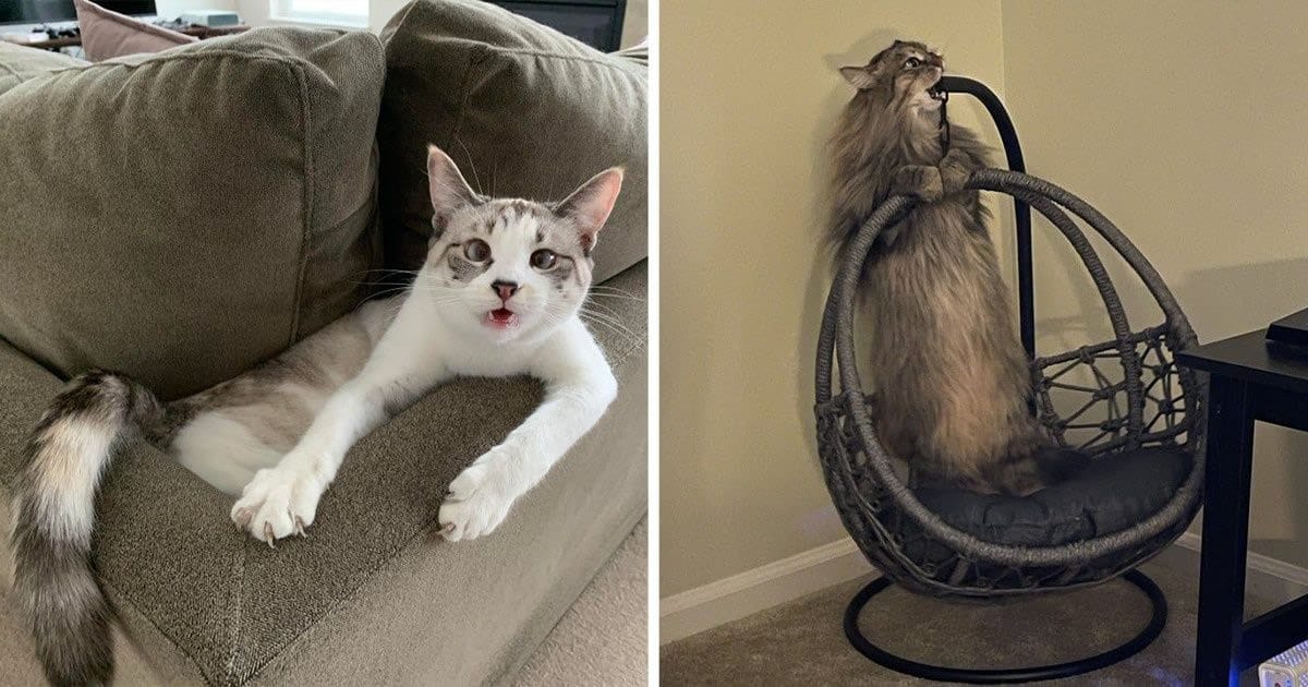 22 coisas incomuns e engraçadas que os gatos fazem