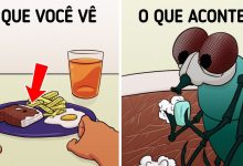 11 fatos sobre moscas que apostamos que você não sabia 11