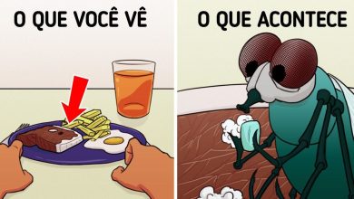11 fatos sobre moscas que apostamos que você não sabia 6