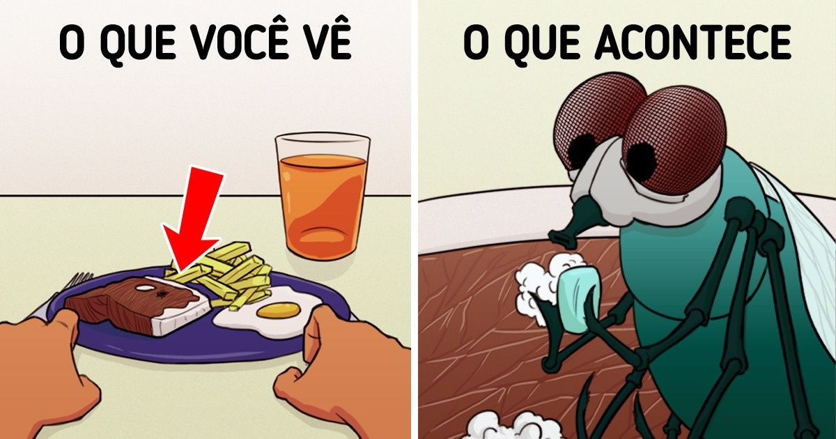 11 fatos sobre moscas que apostamos que você não sabia