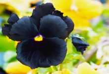 6 flores negras que são lindas e misteriosas 16