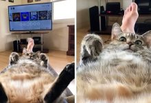 20 fotos que provam que animais e humanos são inseparáveis, como as duas faces da mesma moeda 30