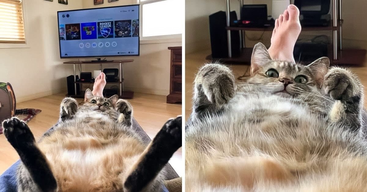 20 fotos que provam que animais e humanos são inseparáveis, como as duas faces da mesma moeda