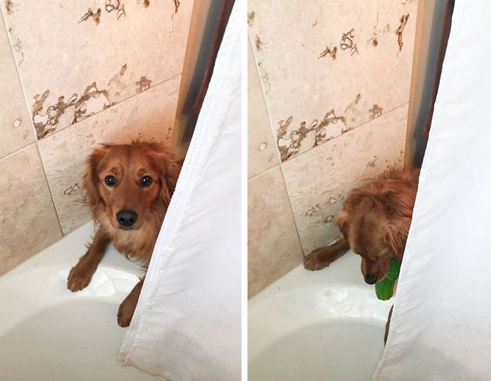 16 histórias sobre animais de estimação e suas peculiaridades 1