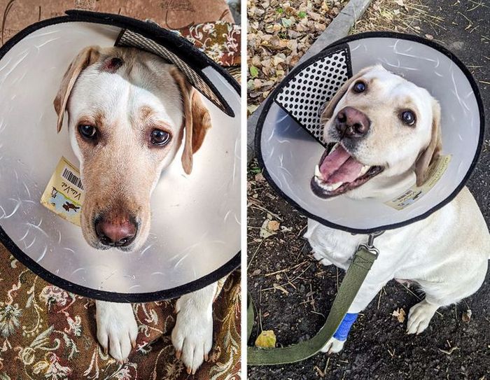 16 histórias sobre animais de estimação e suas peculiaridades 2